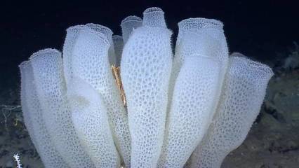 海洋生物的爱情里,这几位可能是最“浪漫”的艺术家了