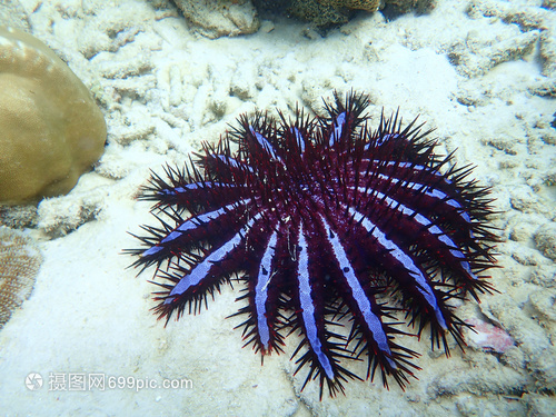 泰国潜水的海洋生物
