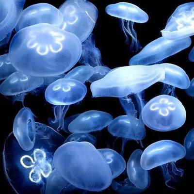 梦幻海洋生物