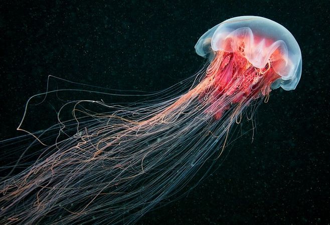 海洋生物@水公采集到水母 S(76图)