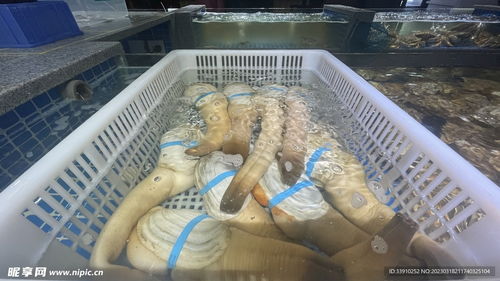 鲜活象拔蚌海鲜水产生鲜摄影图摄影图 海洋生物