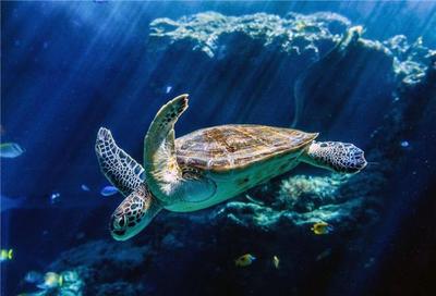 忘不了的冲绳游,不纯粹的海岛游,却能看到多种海洋生物