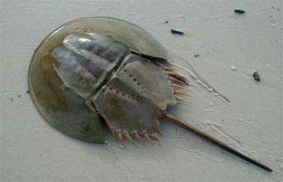 赶海人纷纷放生的中华鲎到底是什么生物