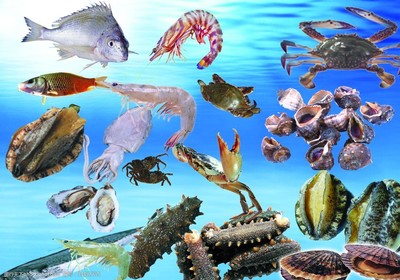 海洋生物