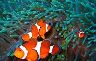 6个海洋生物冷知识,90 的人都不知道