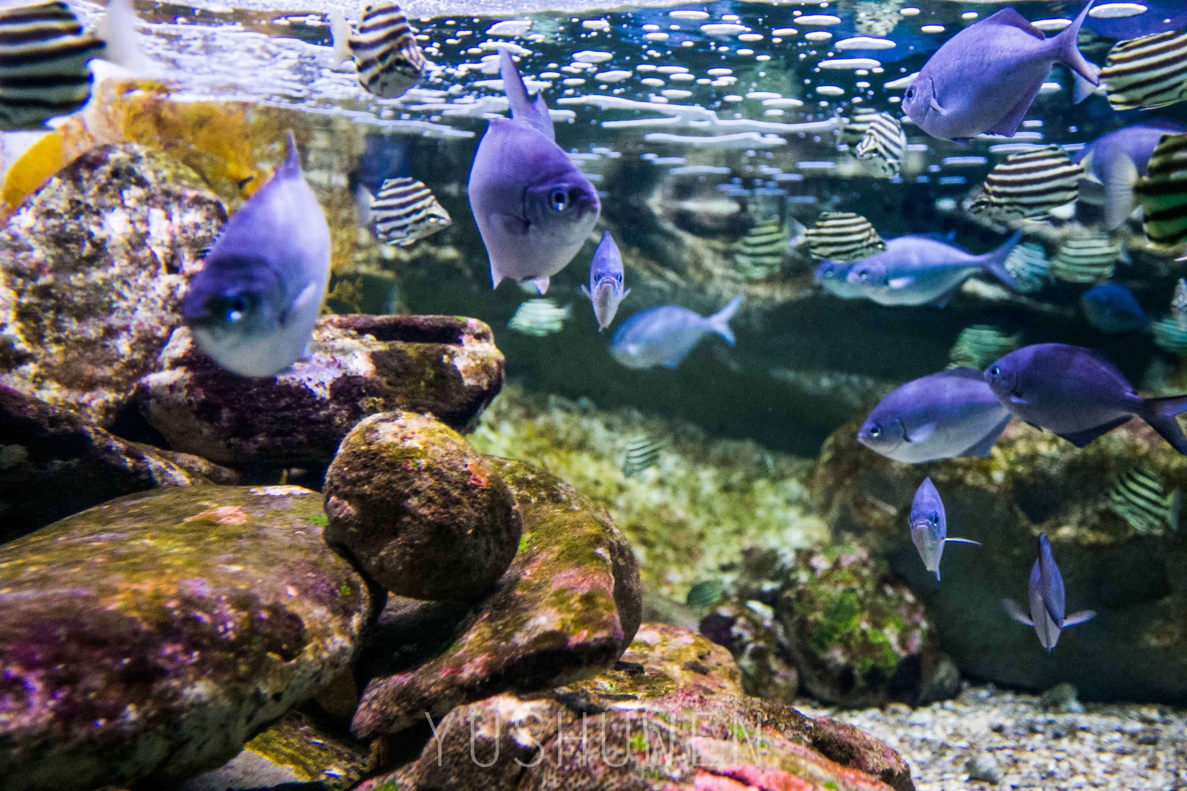 体验神奇梦幻海底世界--悉尼海洋生物水族馆