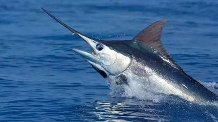 海洋科普 | 10种长相逆天的海洋生物!
