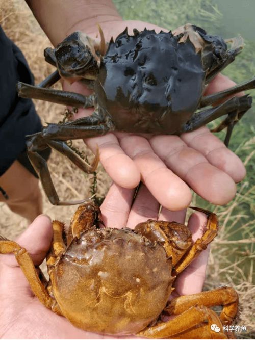 蓝藻很难处理,他这样通过三步法成功将河蟹塘蓝藻水色转为正常水色