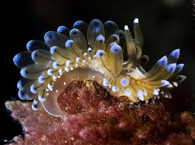颜值高的海洋生物