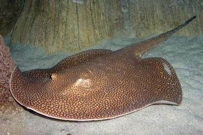 7种最易读错名字的海洋生物,你读错了几个?