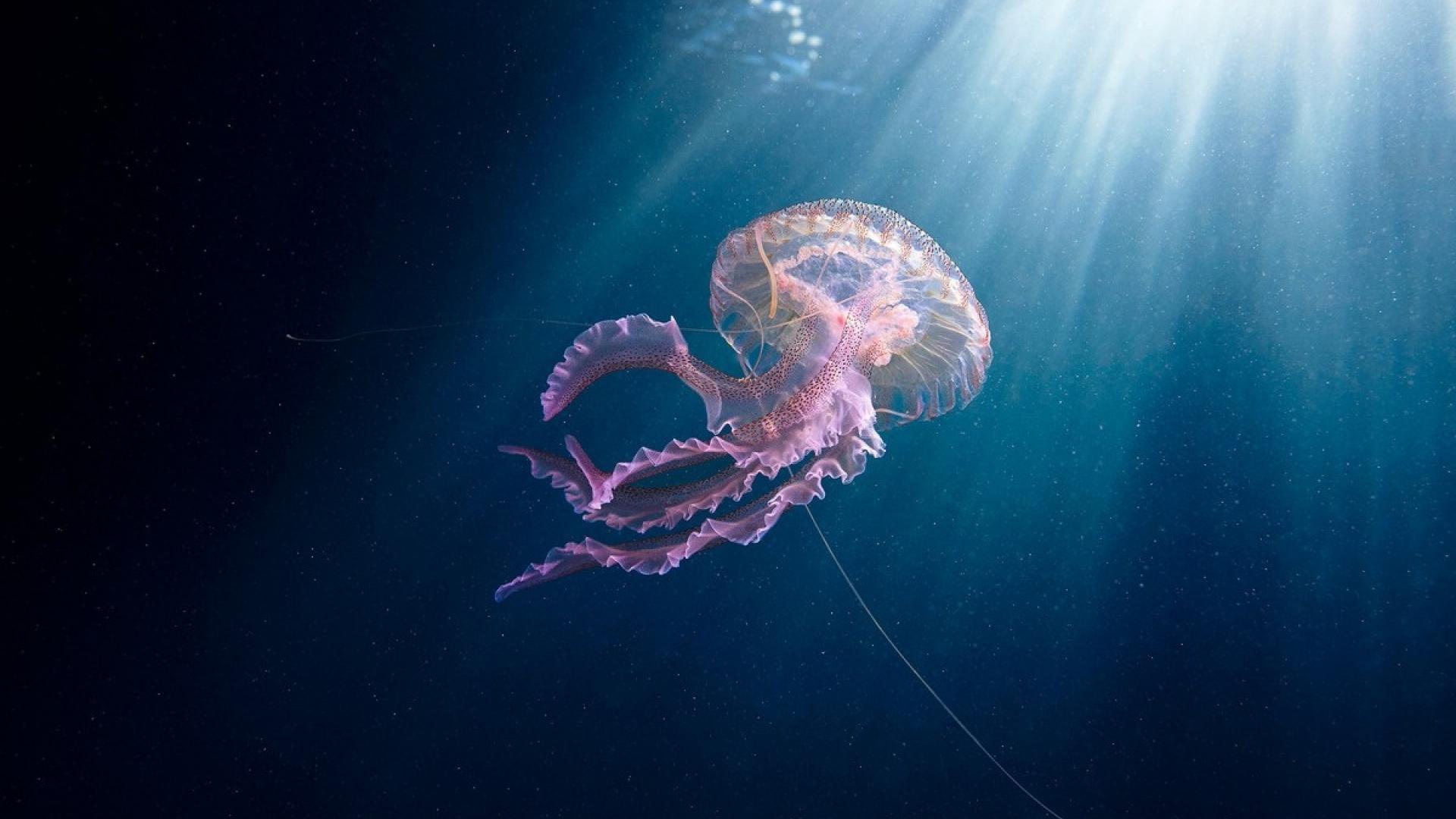 奇妙的唯美海洋生物水母,动物-回车桌面