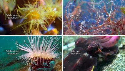 超高清海底生物特写