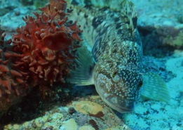 海洋生物34934