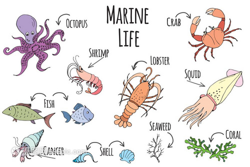 海洋生物收集野生物群矢量说明