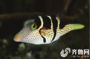 一衣带水 青岛 冲绳美之海 海洋生物主题展五一亮相青岛海底世界