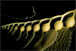美科学家公布奇妙海洋生物照片