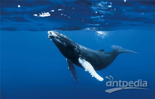 研究发现海洋变暖压缩了海洋生物的三维栖息地