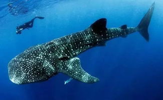 海洋科普 675 10 种超大型海洋生物 你都认识吗