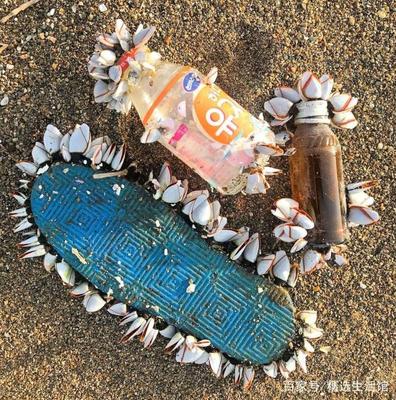 一名女性发明了一种可在水中生物降解的新型塑料