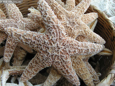 海洋生物图片 海星图片