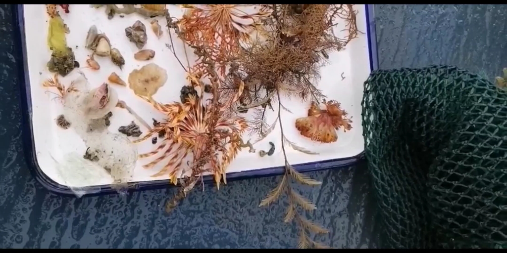 神奇的海洋生物