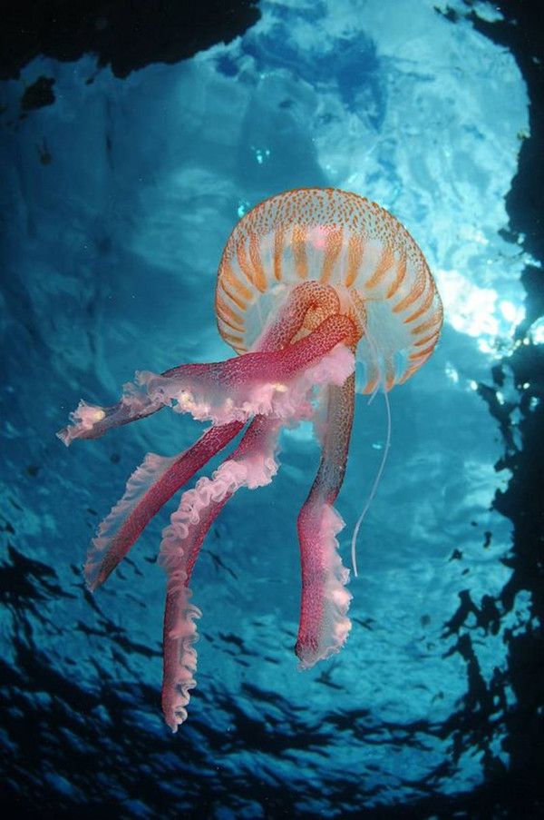 【海洋生物】19张非常漂亮的水母图赏