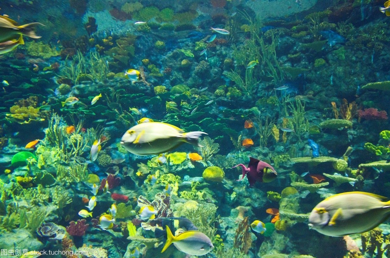 香港海洋公园大水族馆海洋生物