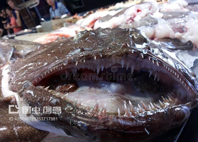 海鲜和海洋,贝壳,鱼类,海洋生物,冰,雪,市场,销售,寒冷,新鲜,痤疮,软体动物,水Seafood and ocean, shells, fish, sea creatures, ice, snow, market, sale, cold, freshness, acne, mollusks, water
