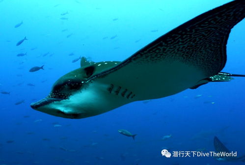 海陆空,加拉帕戈斯最有深度的资讯之 海洋生物篇