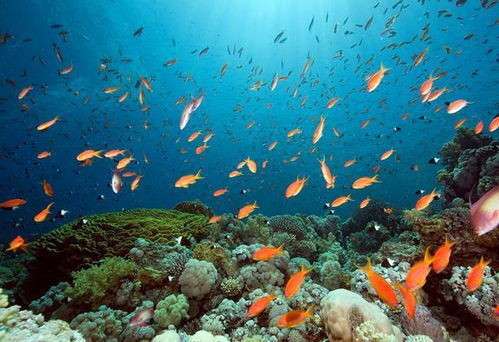 海洋生物多样性丧失的惊人后果 人类将面临什么样的未来