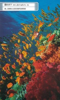海洋生物图片
