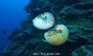 海洋生物学家带你认识长得很污的海洋生物