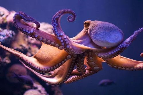 没想到它们竟然是这样的海洋生物