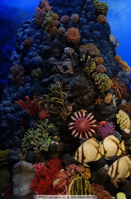 海洋生物