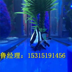 定边海洋生物展多少钱一场