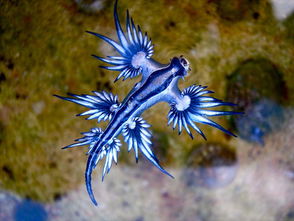 澳海滩现奇特蓝色生物 像外星来客颜色多样太美图