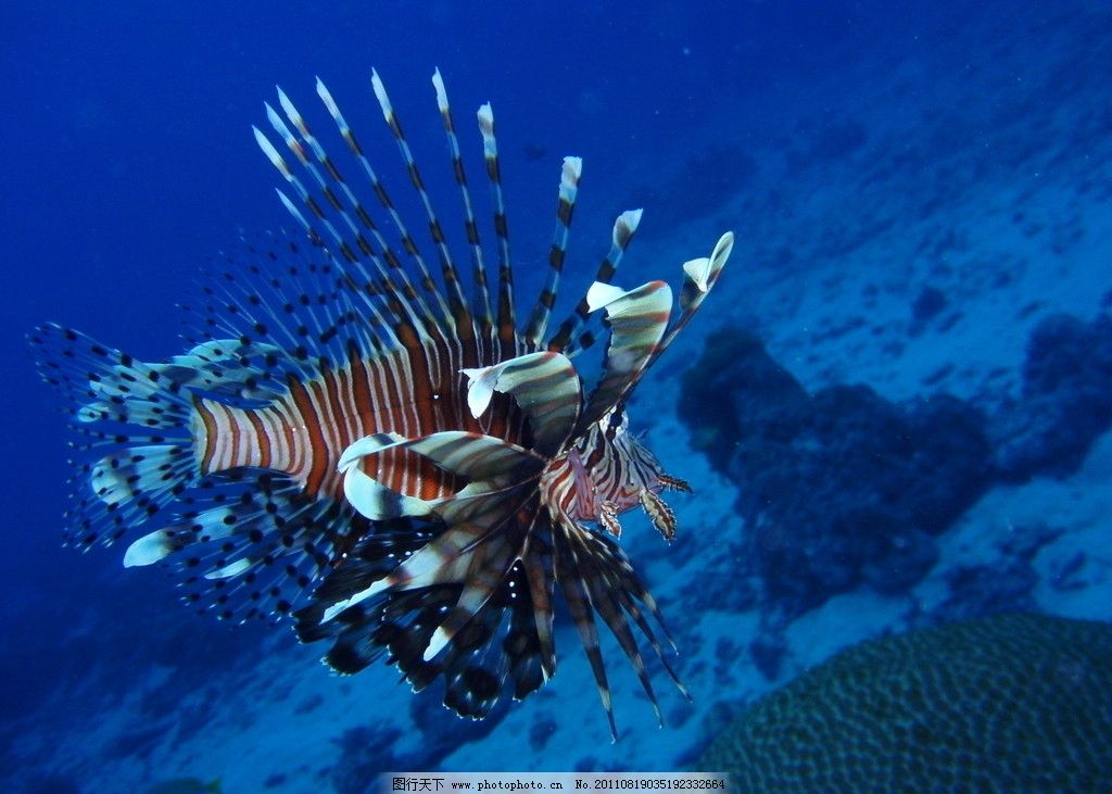海底生物图片