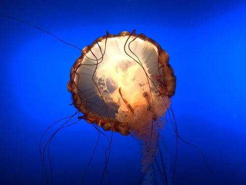 多彩深海水母海洋生物摄影图 摄影