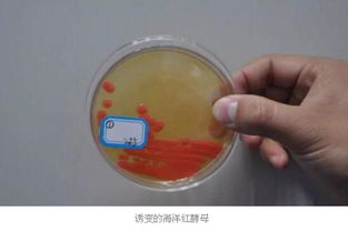 科环海洋生物与海洋三所开启战略合作