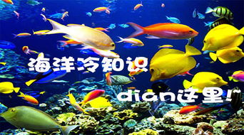 鲷鱼 加吉鱼 你不知道的关于这个海洋生物的冷知识都在这里