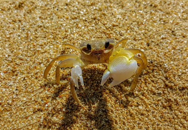 海洋生物:为人类阻挡了数百万病毒