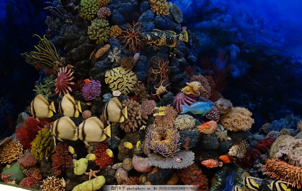 海洋生物