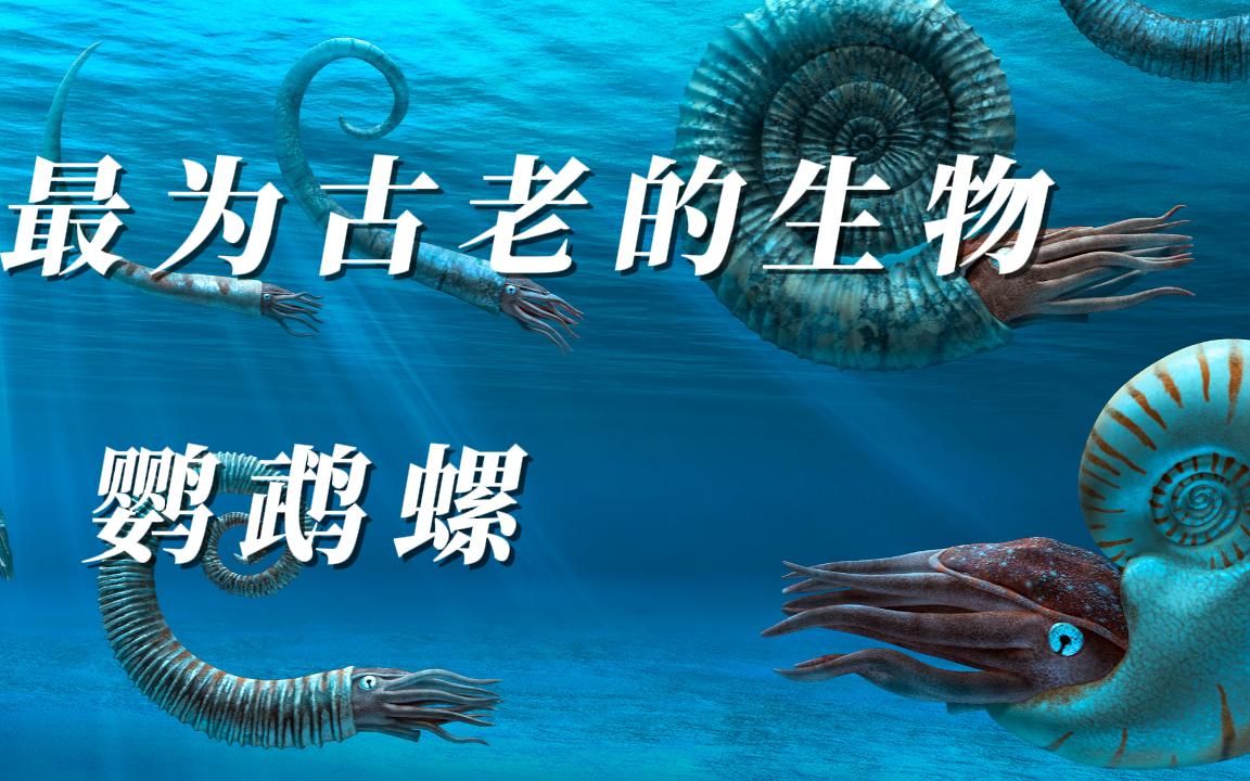 古老的海洋生物鹦鹉螺