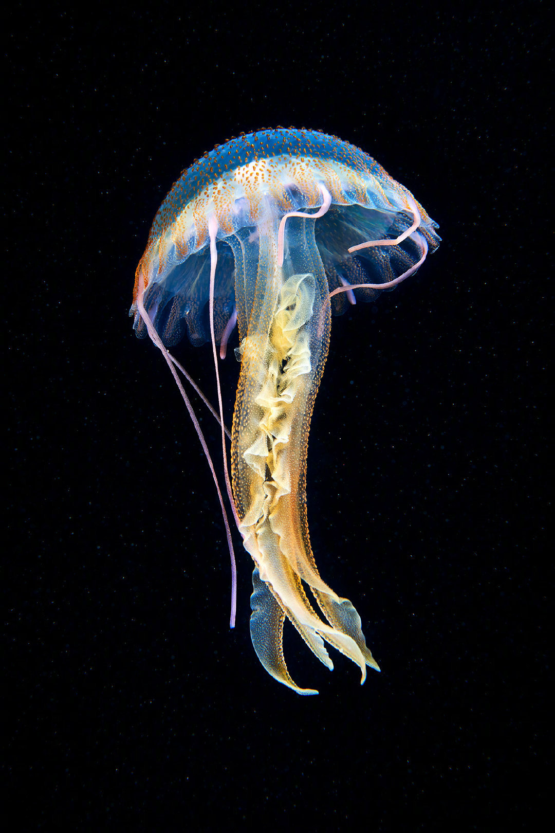 研究显示全球变暖迫使海洋生物"逃离"赤道_马克·科斯特洛