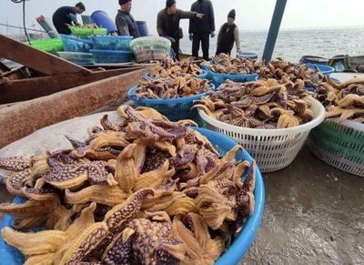 胶州湾现大量海星 蛤蜊养殖户损失惨重