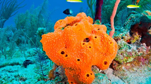 海绵真的是一种海洋生物