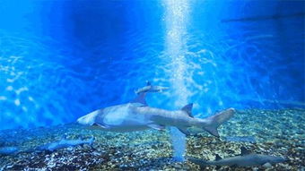 滨江壹号超炫梦幻海洋生物展 本周五再加一场