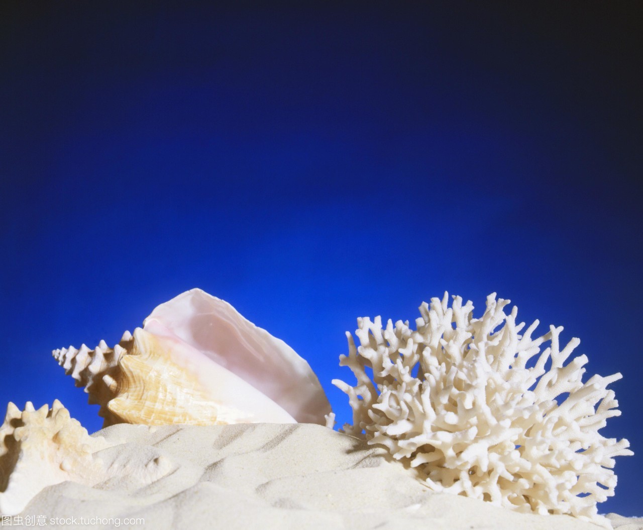 海洋生物的骨骼。海螺壳较低的中心海星左下和珊瑚砂在右下角。