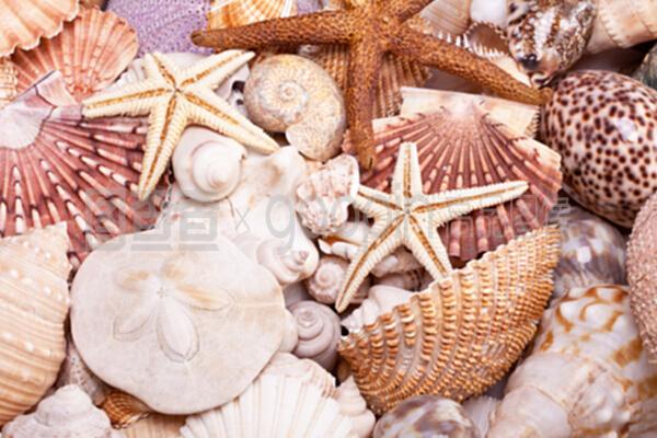 各种海贝、海星和海马的背景