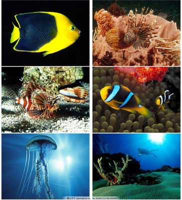 海洋生物图片